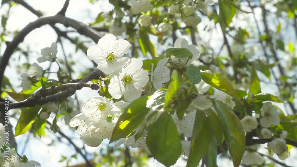 Flowering cherries on a spring sunny afternoon. Flowering cherries on a spring sunny afternoon.