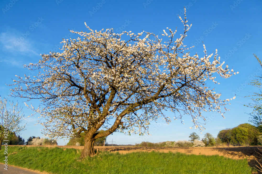 Großer alter Kirschbaum in Blüte im Frühling – Stock-Foto | Adobe Stock