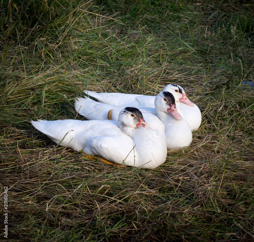 Muscovy ducks