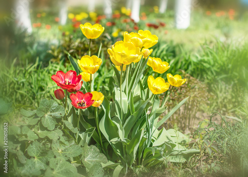 Close-up colorful bright yellow and red flowers tulips in spring garden with birch trees. Flower bed on a sunny day. Beautiful floral background for banner or card.