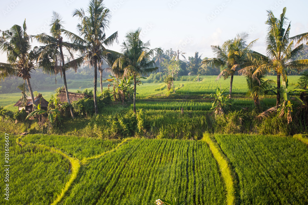 Coconut trees and golden light shining greenery of rice field in the morning at Ubud, Bali Coconut trees and golden light shining greenery of rice field in the morning at Ubud, Bali