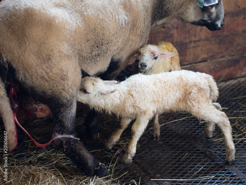 Lambs and mother