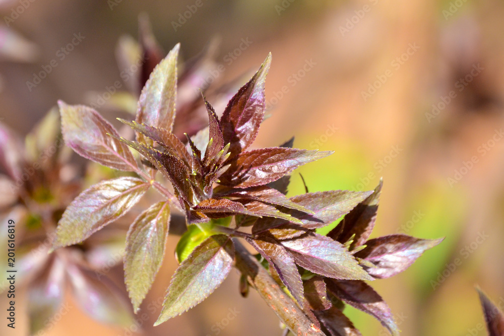 Bordeaux young leaves on bush branch close-up. Bordeaux young leaves on bush branch close-up.