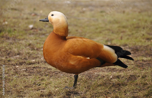 Obraz na płótnie Duck ruddy Shelduck close-up