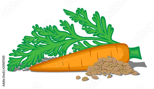 Illustration of carrot taproot, leaves and seeds isolated on a white background