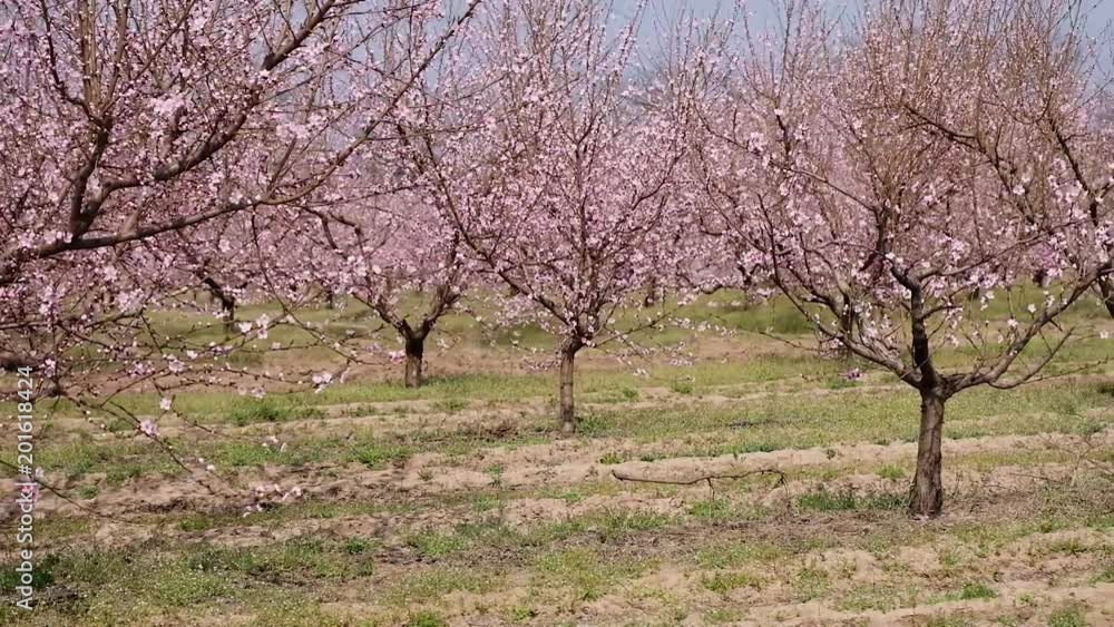 Panorama of the plantation of flowering fruit trees Panorama of the plantation of flowering fruit trees