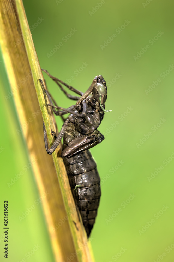 The empty cover of a larva of a dragonfly sitting on a leaf of a plant.