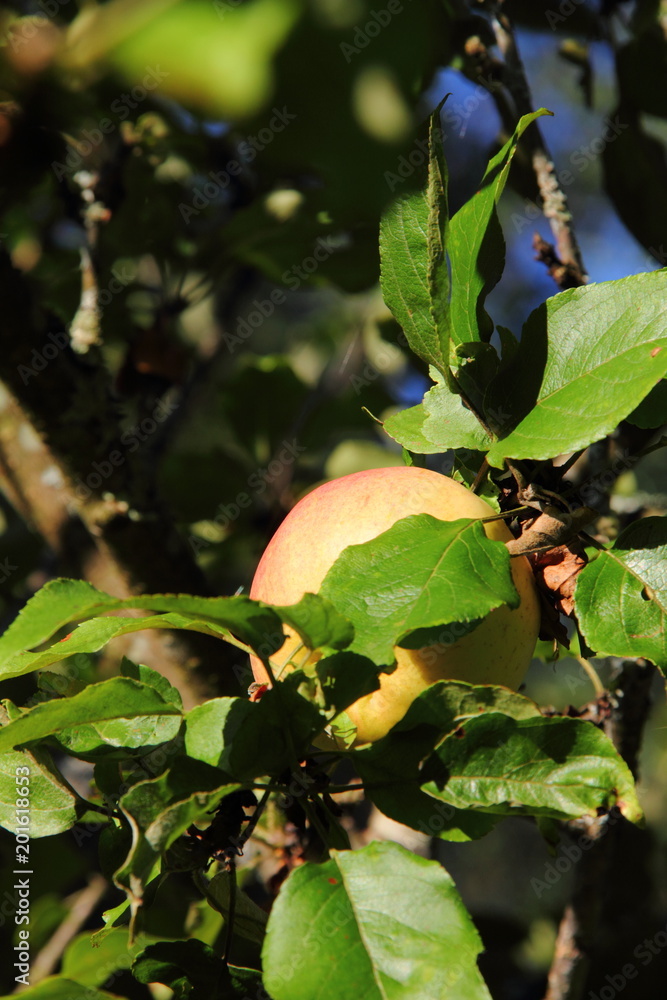 The apples hanging on an apple-tree in an autumn garden.