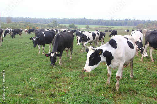 Obraz na płótnie Herd of the cows who are grazed on a summer meadow. w salonie