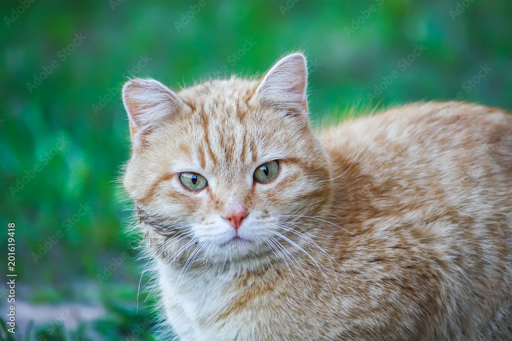 Young active red cat with green eyes on summer grass background in a country yard.