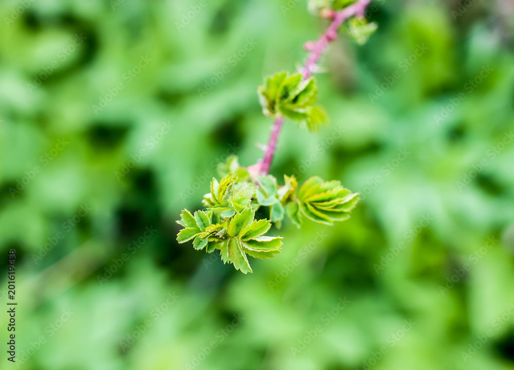Branches of a tree in sunlight, natural green spring nature background. Branches of a tree in sunlight, natural green spring nature background.