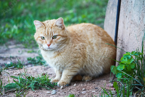 Young active red cat with green eyes on summer grass background in a country yard. photo