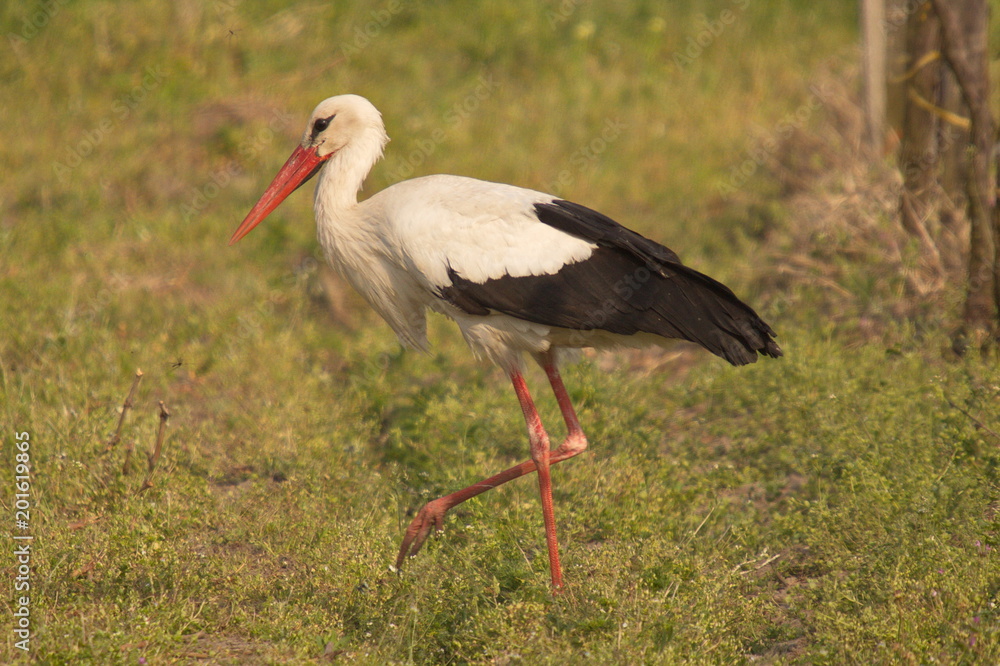 White stork in a vineyard in Austria
White stork in a vineyard in Austria