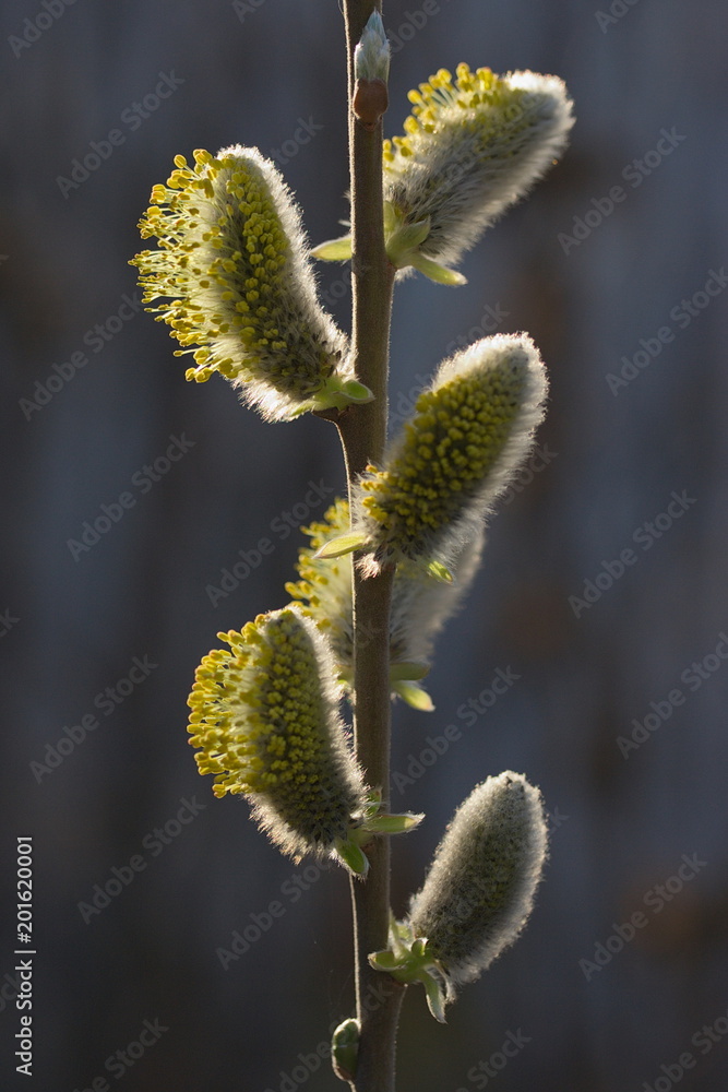 Twig with catkins of a pussy willow
Twig with catkins of a pussy willow