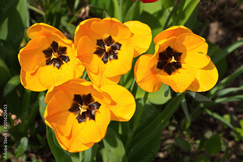 Tulips in a garden
