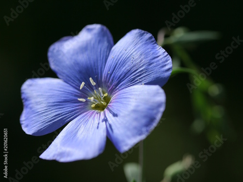 Foto Detail of flax blossom in a garden