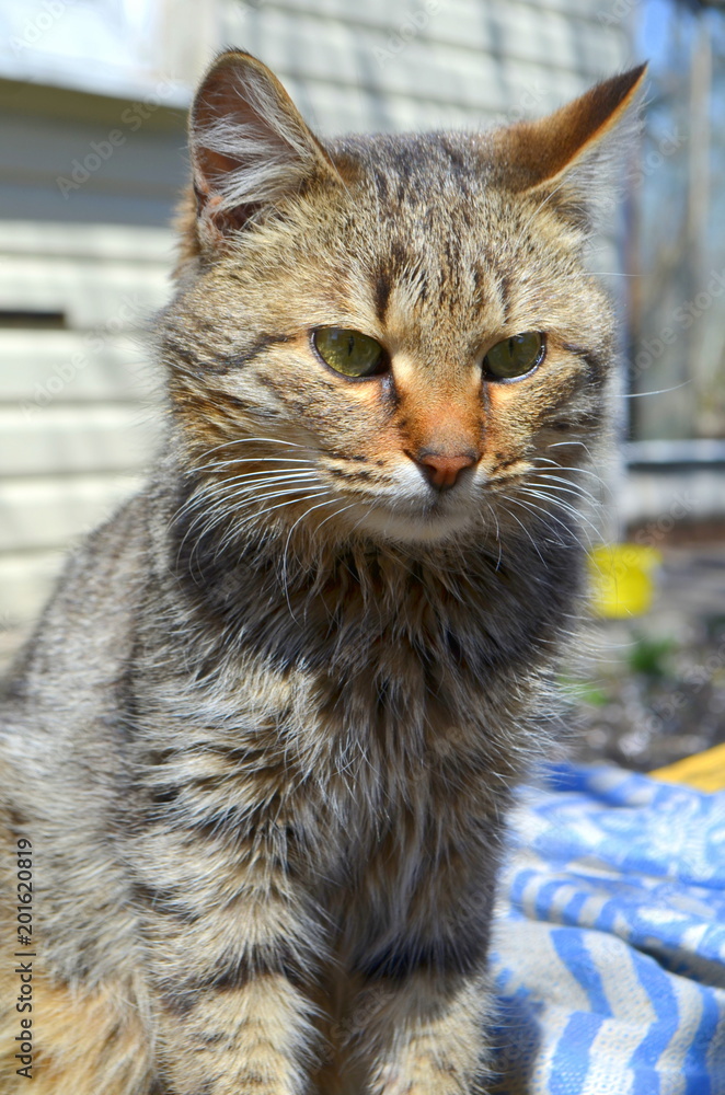 Naklejka premium Маленький красивый кот сидит на улице