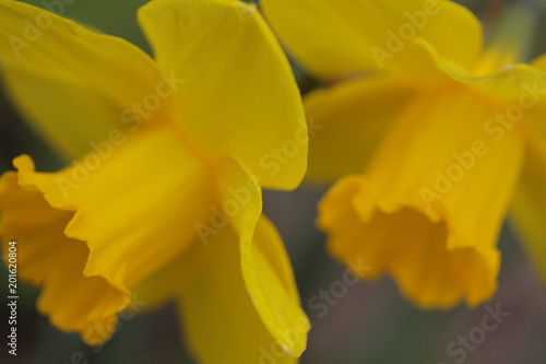 Fototapeta Naklejka Na Ścianę i Meble -  Blossoms of daffodils in a garden
