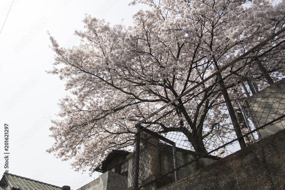 尾道の桜
尾道の桜