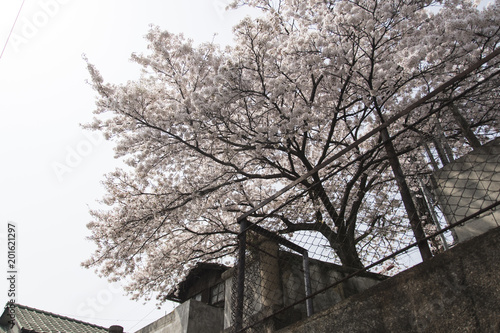 尾道の桜   © salyu
