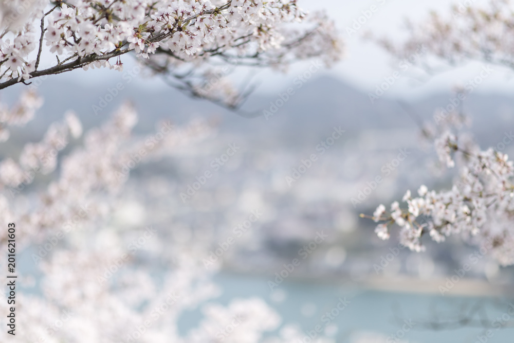 尾道の桜
尾道の桜