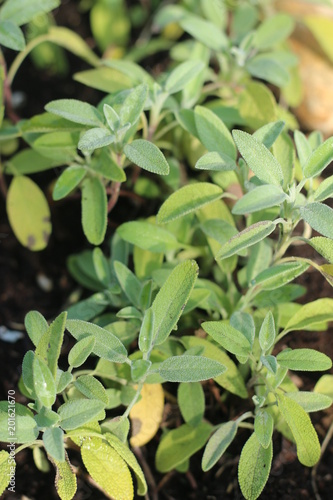 Wallpaper Mural Szałwia Torontodigital.ca