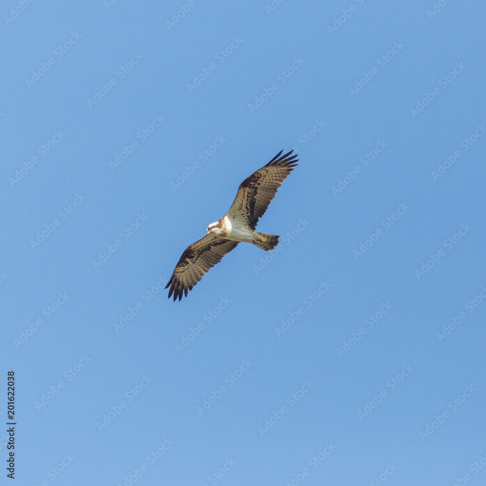 osprey bird (pandion haliaetus) flying with spread wings, blue sky osprey bird (pandion haliaetus) flying with spread wings, blue sky