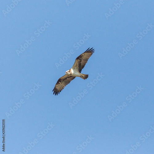 osprey bird (pandion haliaetus) flying with spread wings, blue sky