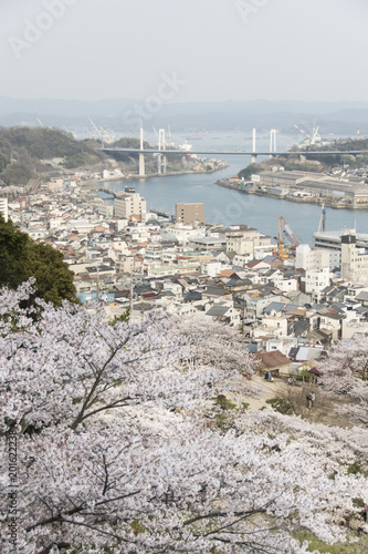 尾道の桜   © salyu