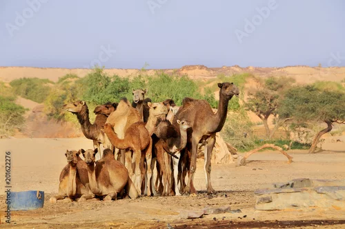 Fototapeta samoprzylepna Water well  on the Sahara desert    in Northen Chad
