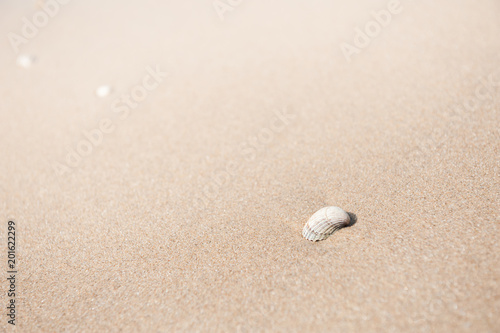 Shell on the sandy beach. Macro image, shallow depth of field