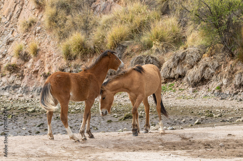 Pair of Wild Horses Fighting in the Arizona Desert