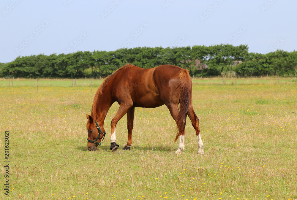 Brown horse on pasture.