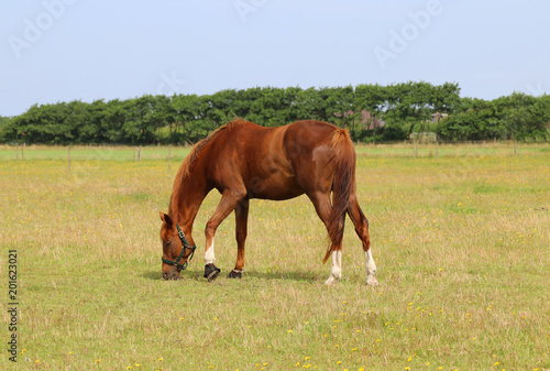 Brown horse on pasture. © anna608