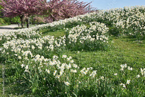 Fototapeta Naklejka Na Ścianę i Meble -  Narcisses blancs en prairie au printemps