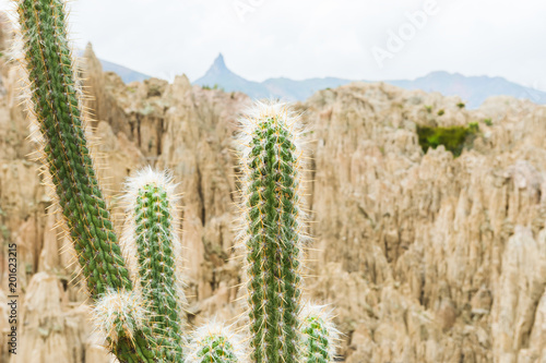 Cactus in the Moon Valley in La Paz, Bolivia
