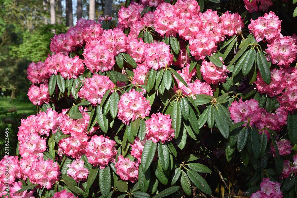 Rhodhodendron rose au jardin au printemps Rhodhodendron rose au jardin au printemps