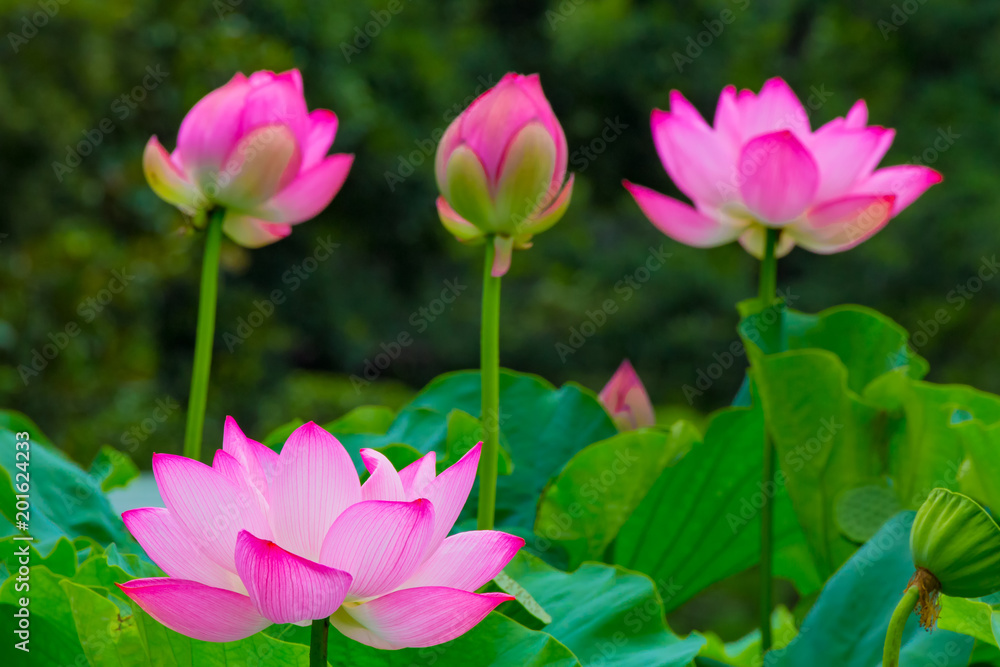 Lotus Flower.Background is the lotus leaf and lotus bud and lotus flower and tree.Shooting location is Yokohama, Kanagawa Prefecture Japan. Lotus Flower.Background is the lotus leaf and lotus bud and lotus flower and tree.Shooting location is Yokohama, Kanagawa Prefecture Japan.