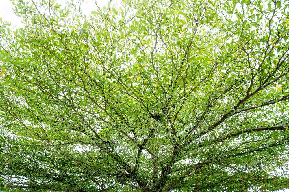 branches of green leaves branches of green leaves