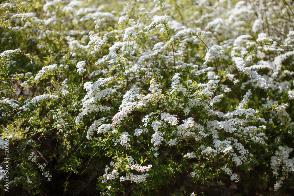 flowers flowers