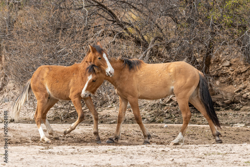 Fototapeta Naklejka Na Ścianę i Meble -  Pair of Wild Horses Fighting in the Arizona Desert