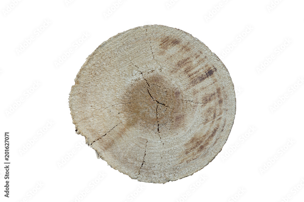 Cross section of tree Cross section of tree