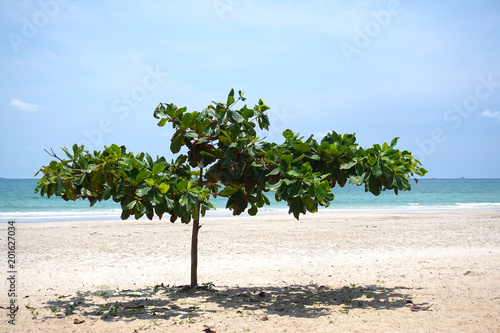 tree grows by the sea. © photobeginning