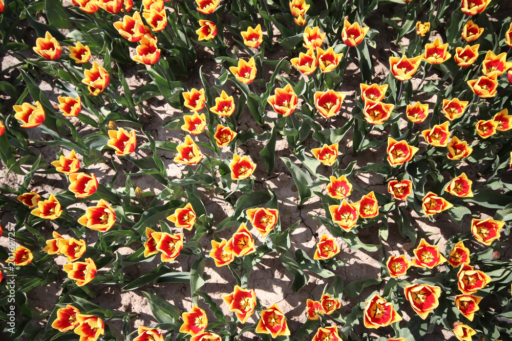 custom made wallpaper toronto digitalred yellow tulips in sunlight in rows in a long flower field in Oude-Tonge on the island Goeree Overflakkee in the Netherlands