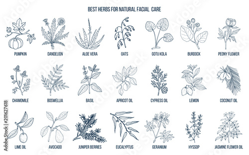 Best medicinal herbs for natural facial care