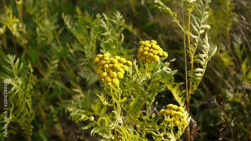 Bitter golden buttons of Tanacetum vulgare yellow flower shrub on the wind HD footage - Tansy perennial herbaceous flowering plant. Static camera Bitter golden buttons of Tanacetum vulgare yellow flower shrub on the wind HD footage - Tansy perennial herbaceous flowering plant. Static camera