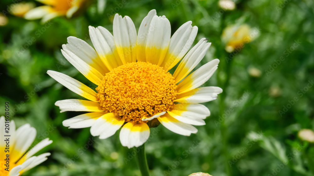 Obraz premium Close-up of beautiful daisy flower, blured green grass background