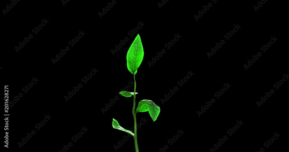 Growing Tea Leaf on a Blue Background. Beautiful 3d animation, 4K