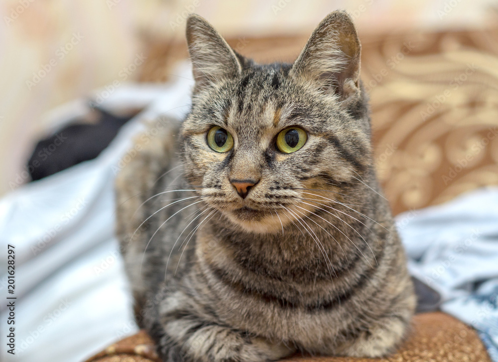 an important gray cat with green eyes