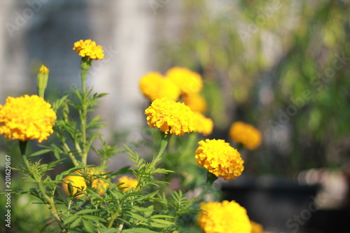 Marigold flowers are yellow  green.